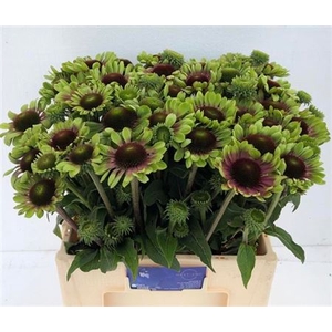 Echinacea Purpurea Groen Extra