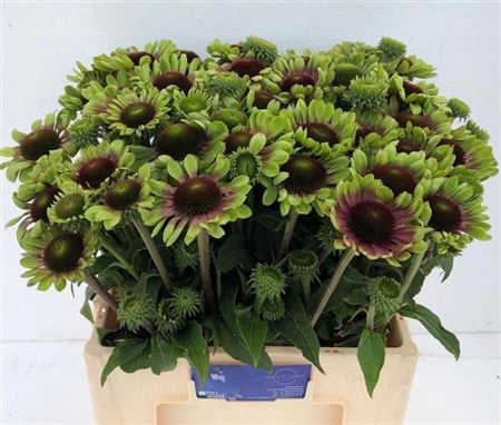 <h4>Echinacea Purpurea Groen Extra</h4>