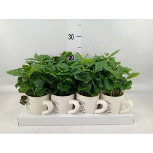 Coffea arabica