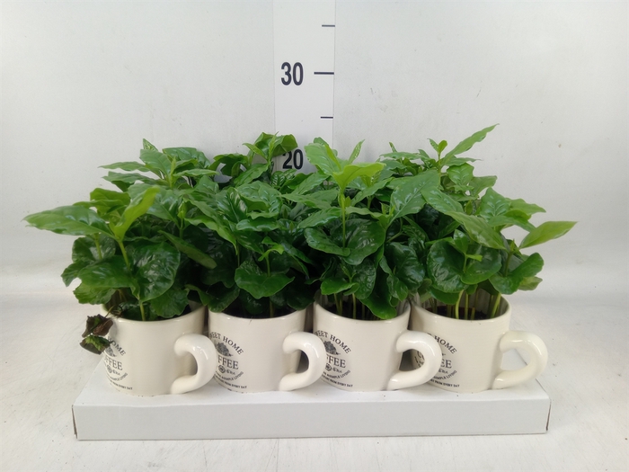 <h4>Coffea arabica</h4>
