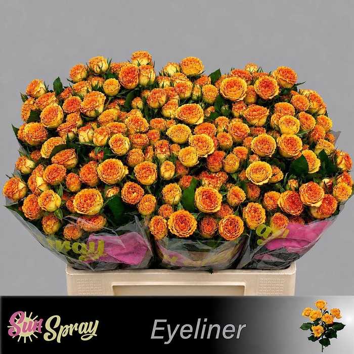 <h4>R TR EYELINER</h4>