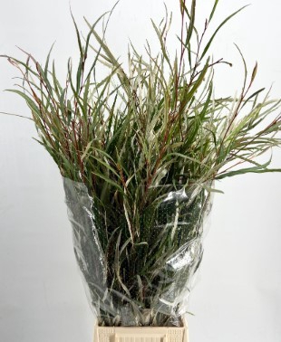 <h4>GREVILLEA</h4>
