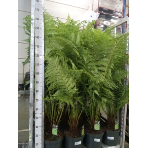Dicksonia antarctica