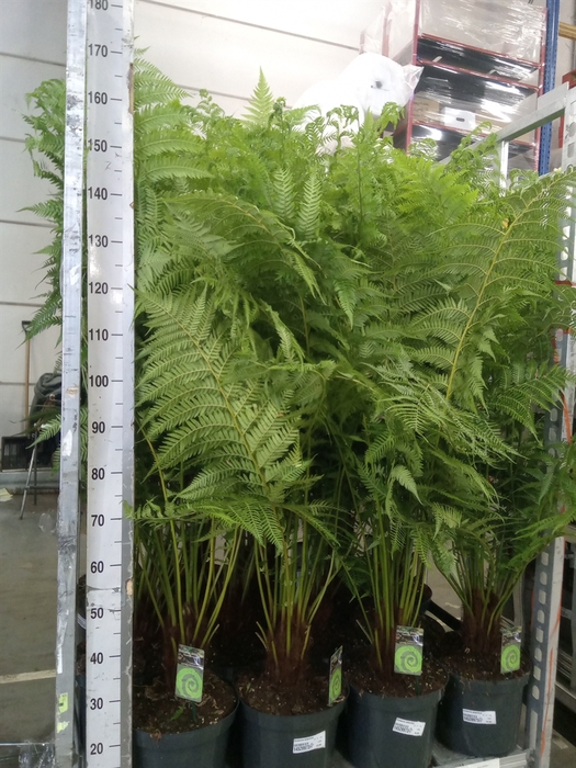 <h4>Dicksonia antarctica</h4>