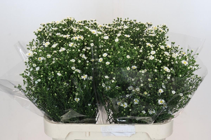 <h4>Ast Paquita</h4>