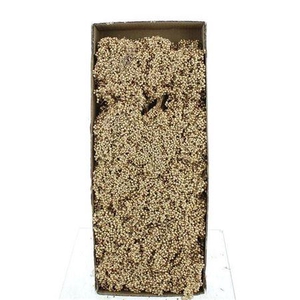 Schinus M Dec Bes Gold