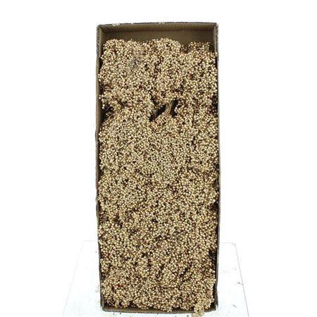 <h4>Schinus M Dec Bes Gold</h4>