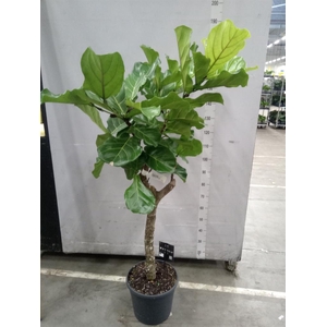Ficus lyrata