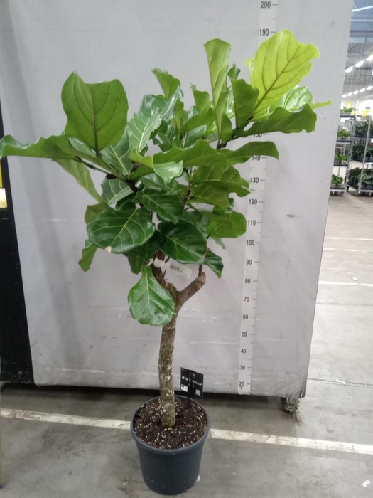 <h4>Ficus lyrata</h4>