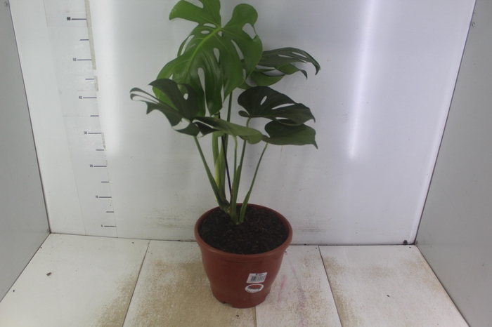 <h4>MONSTERA DELICIOSA P24</h4>