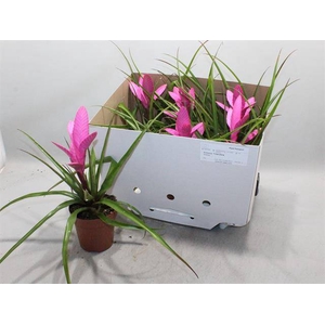 Tillandsia Antonio 12Ø 37cm