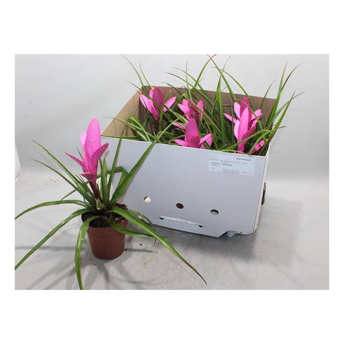 <h4>Tillandsia Antonio 12Ø 37cm</h4>