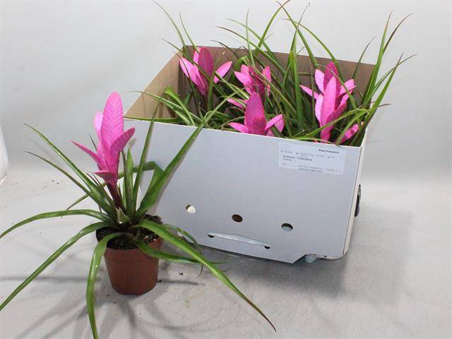 Tillandsia Antonio 12Ø 37cm