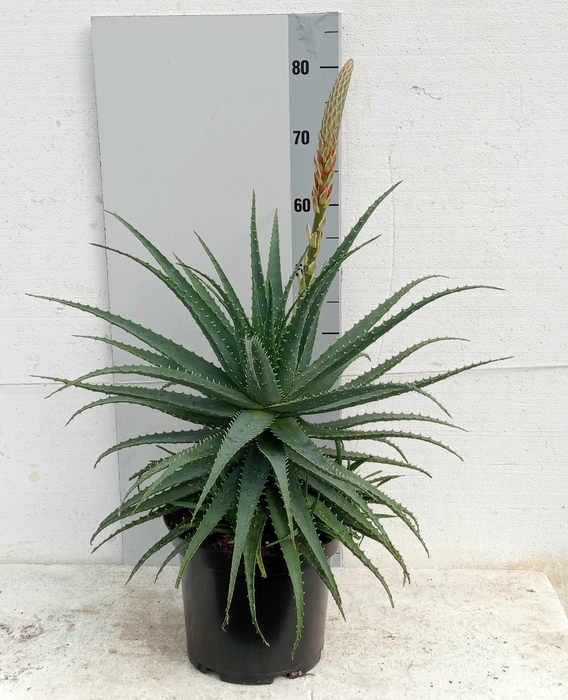 <h4>ALOE ARBORESCENS</h4>