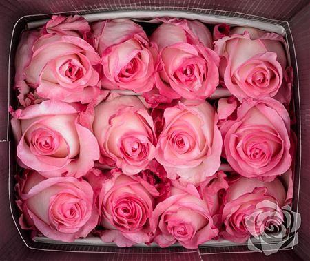 <h4>R Gr Boulevard</h4>