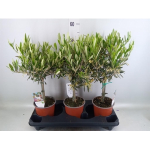 Olea europaea