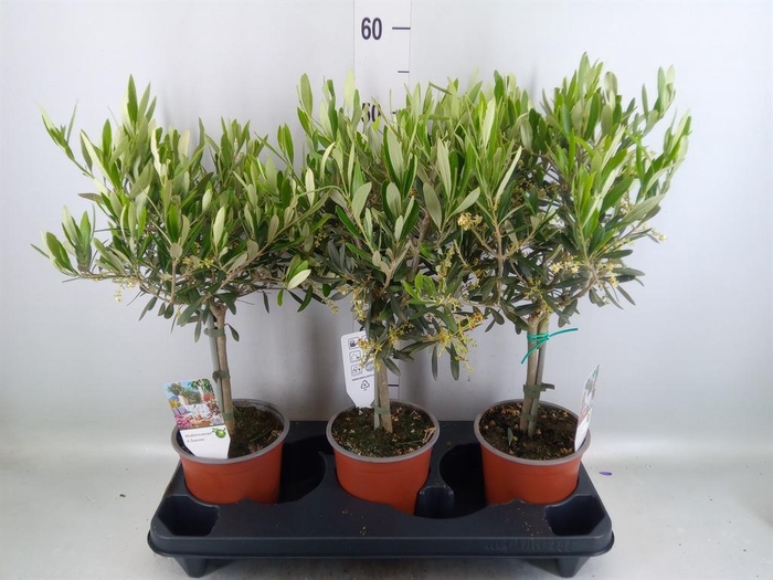 <h4>Olea europaea</h4>