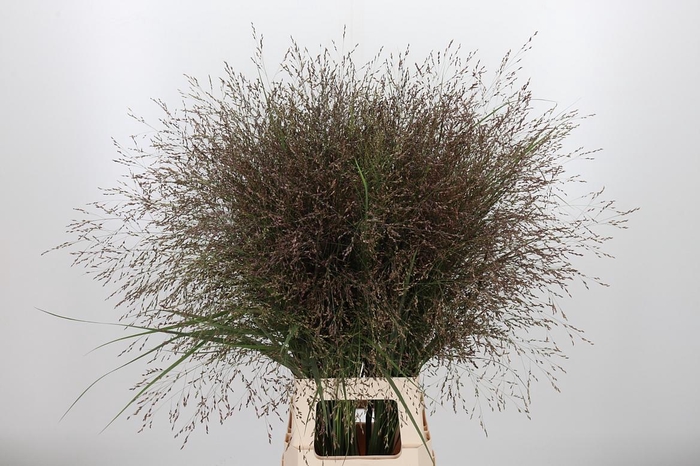 <h4>Panicum Warrior</h4>