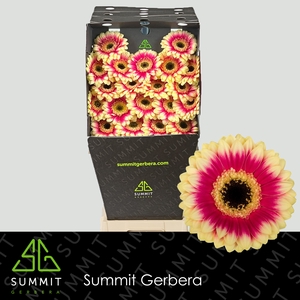 Germini Volcano Diamond per kaart