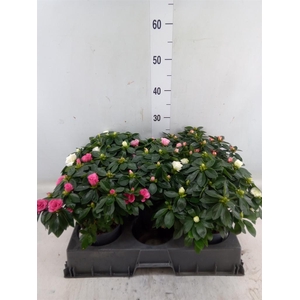 Rhododendron sim.   ...