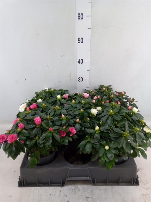 <h4>Rhododendron sim.   ...</h4>