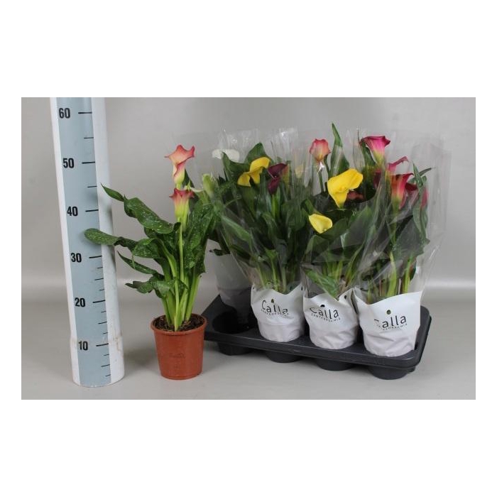 <h4>Zant Gem 6 Kl</h4>