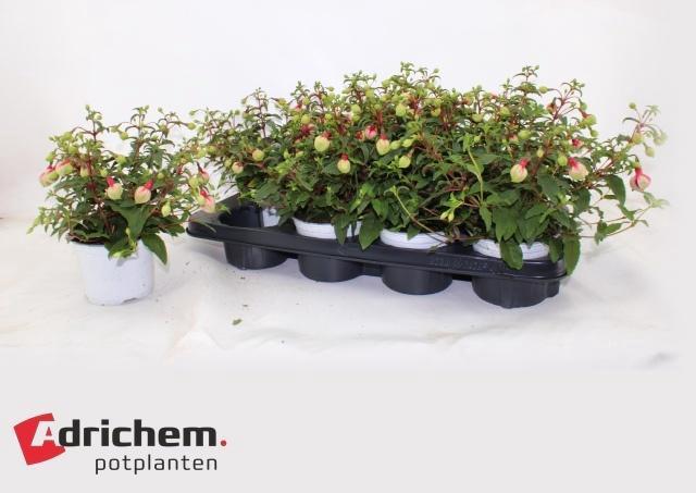 <h4>FUCHSIA B F GEORGIA</h4>