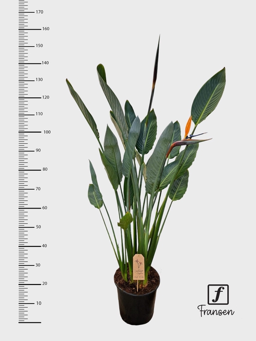 <h4>F Strelitzia Reginae (open bloem)</h4>