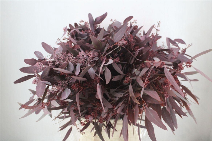 <h4>Euca Populus Berry 300gr Abs Red P Bunch</h4>