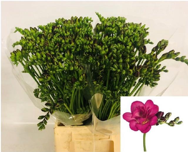 <h4>FR DU PURPLE RAIN</h4>