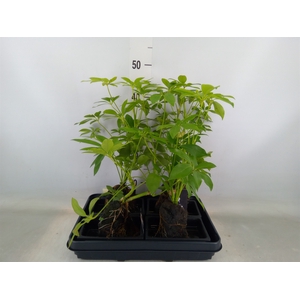 Arr.   Kamerplant Groen H%