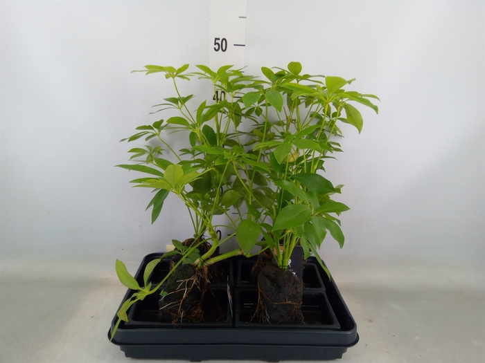 <h4>Arr.   Kamerplant Groen H%</h4>