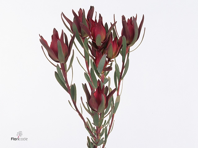 Leucad Blush Spray
