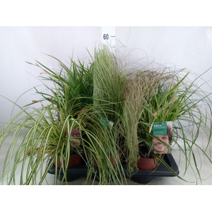Carex   ...mix