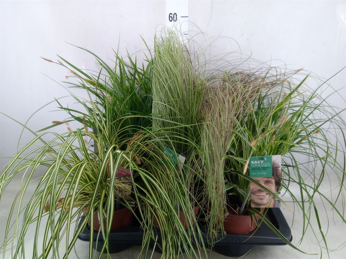 <h4>Carex   ...mix</h4>