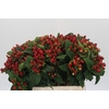 Hypericum Magical Triumph