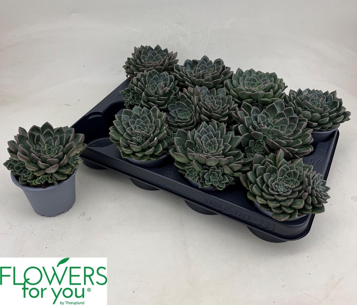 <h4>GRAPTO BELLUM</h4>