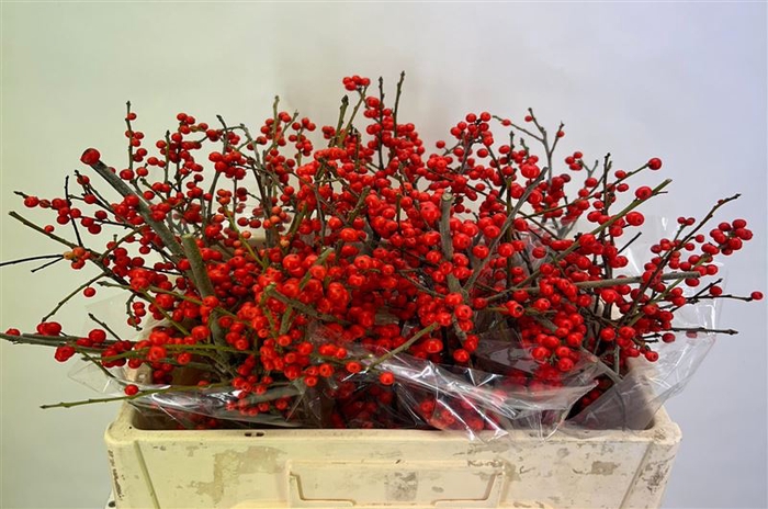 <h4>Ilex Ve Rode Bes</h4>