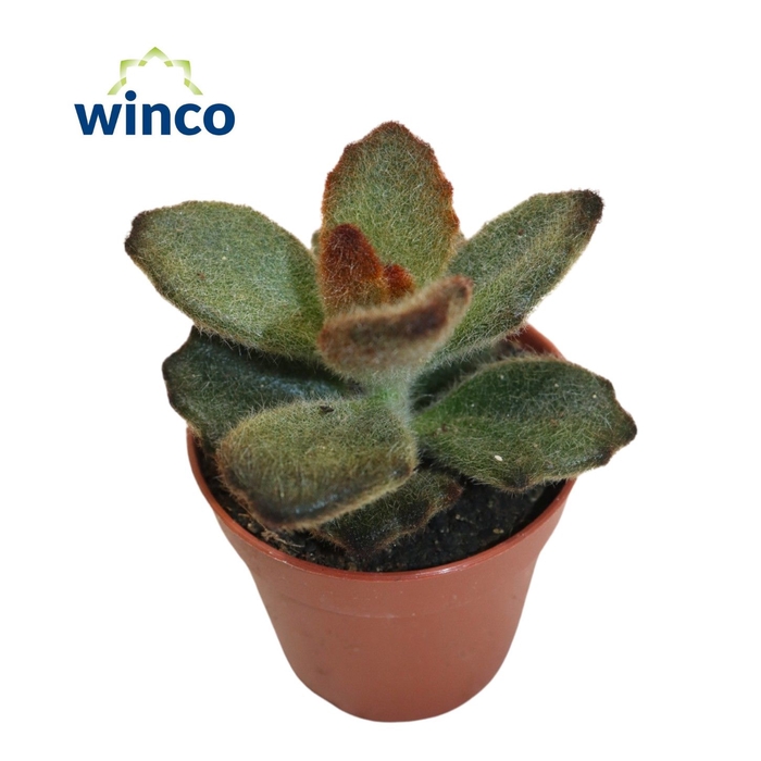 <h4>Kalanchoe Tomentosa "Teddy Bear"</h4>