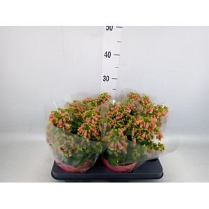 Kalanchoe HG 'Dream Bells'
