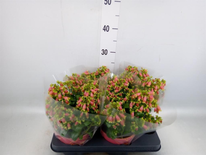 <h4>Kalanchoe HG 'Dream Bells'</h4>