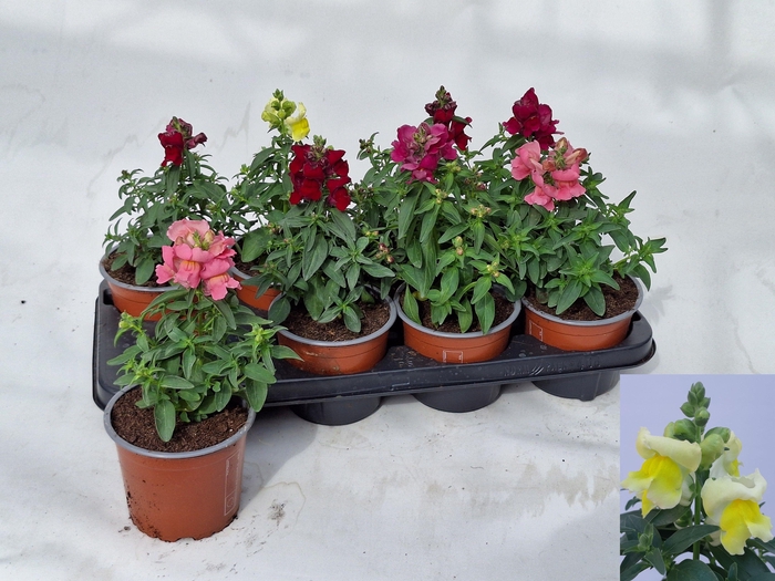 <h4>ANTIRR MA GEM</h4>