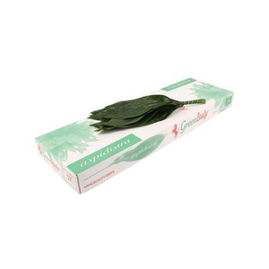 Aspidistra 50cm