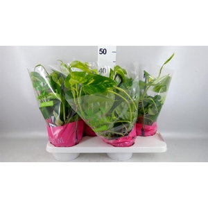 Epipremnum pinn.   HG