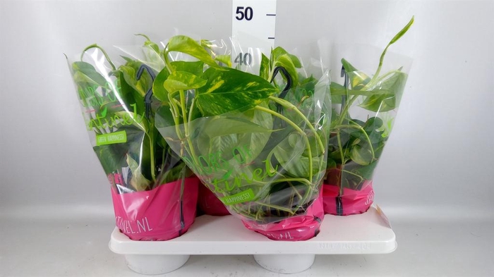 <h4>Epipremnum pinn.   HG</h4>