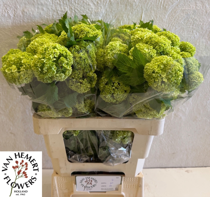 <h4>VIBURNUM ROSEUM ST</h4>