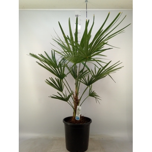 Trachycarpus fortunei