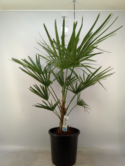 <h4>Trachycarpus fortunei</h4>