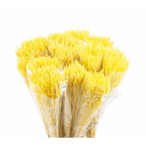 Dried Silk Worms Extra Yellow Bunch
