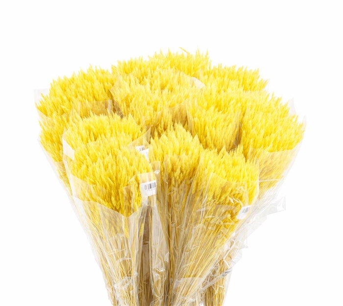 <h4>Dried Silk Worms Extra Yellow Bunch</h4>